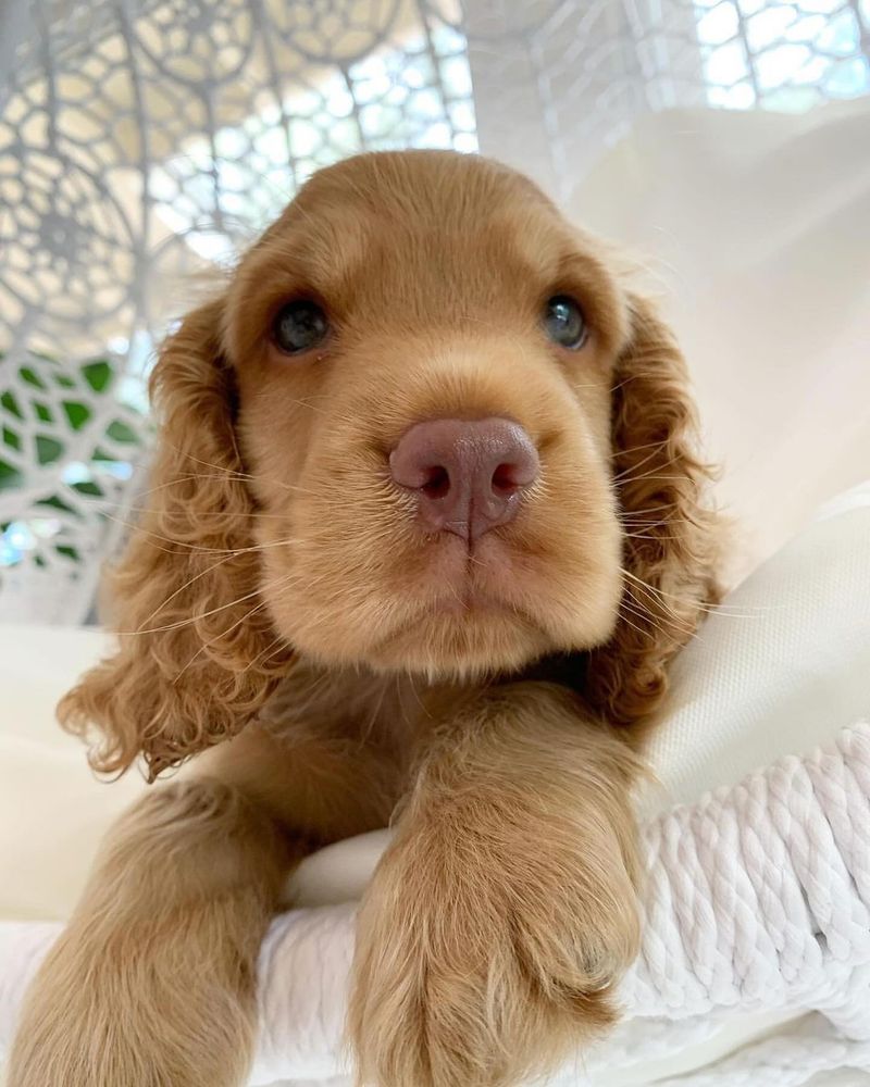 Cocker Spaniel