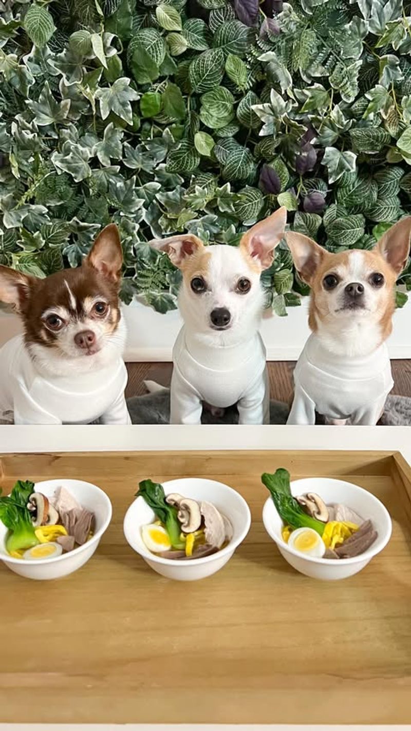 Cooking Pet-Friendly Meals