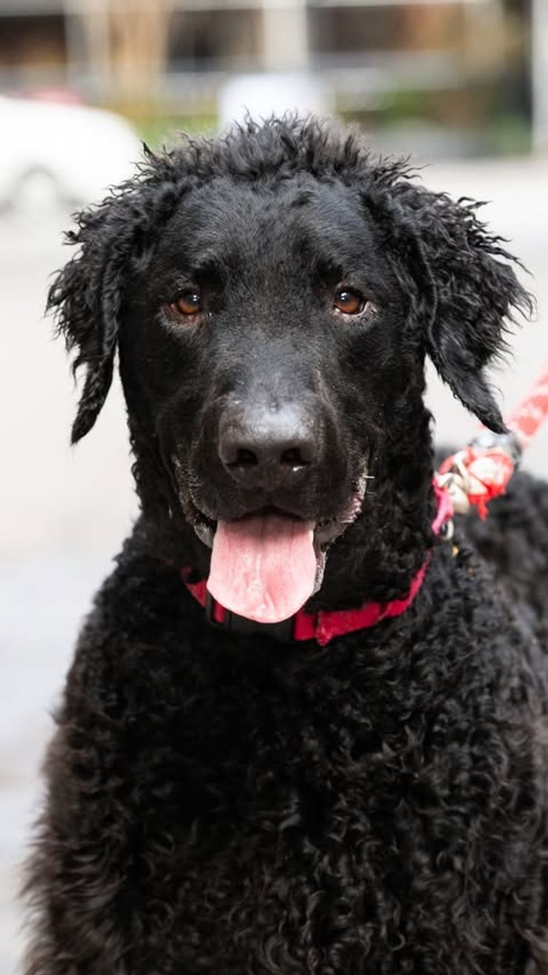 Curly-Coated Retriever