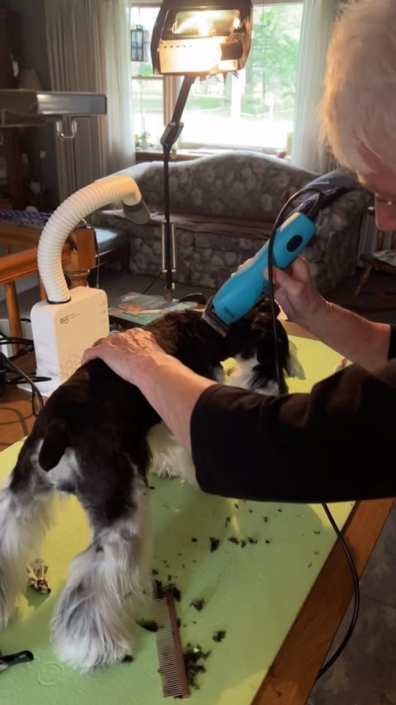 DIY Grooming