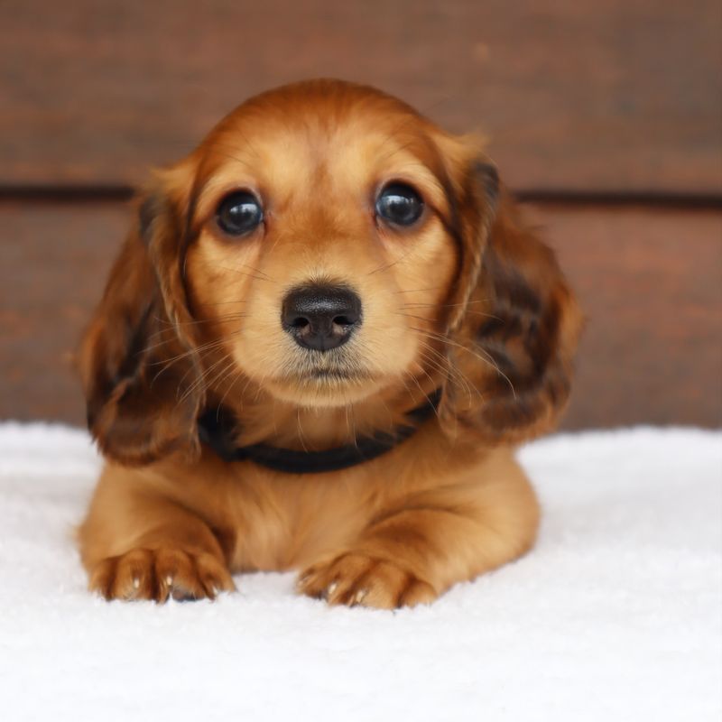 Dachshund