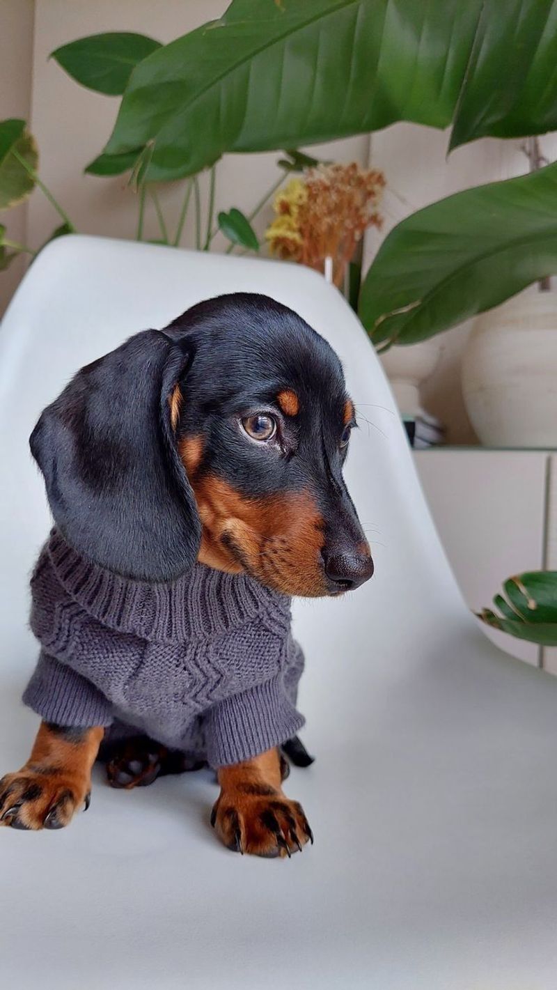 Dachshund