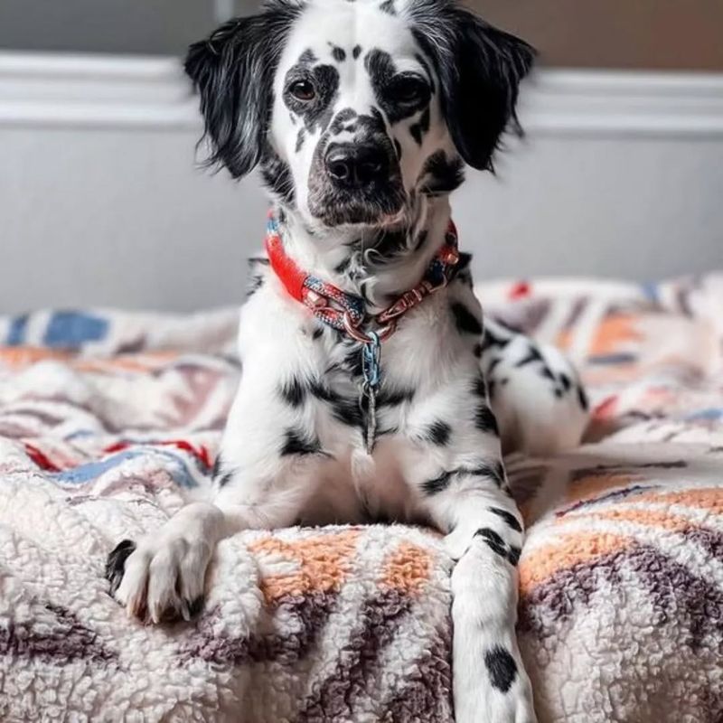 Dalmatian