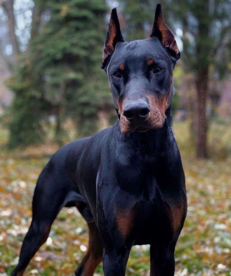 Doberman Pinscher