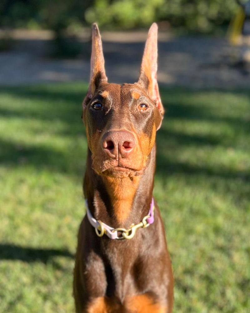 Doberman Pinscher