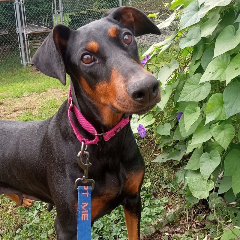 Doberman Pinscher