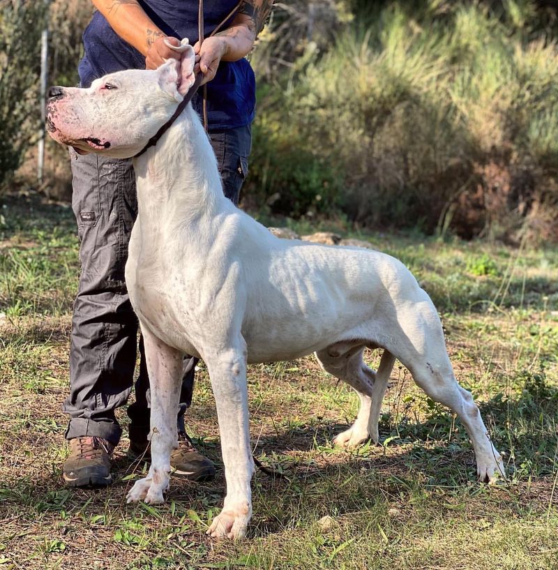 Dogo Argentino