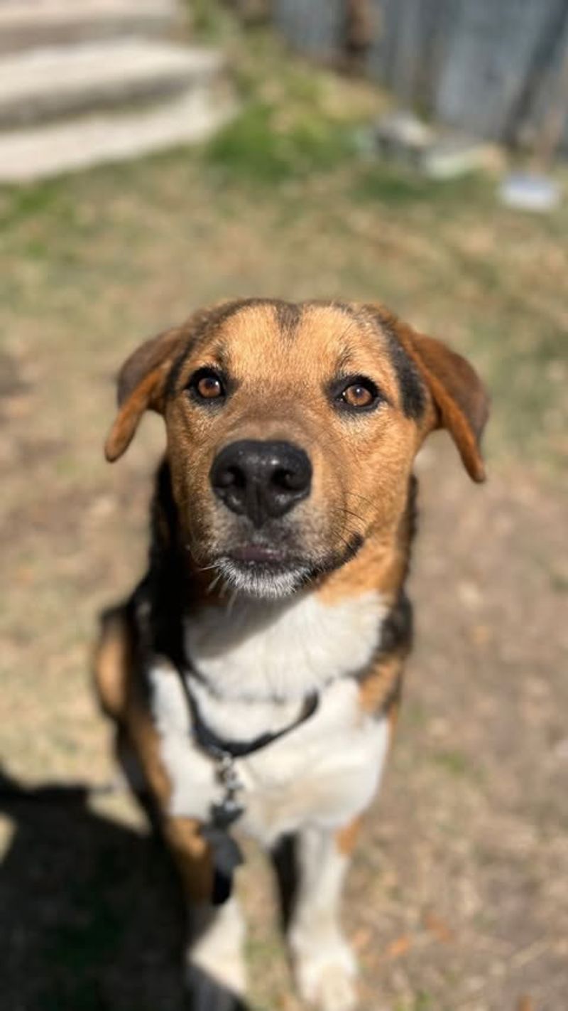 Dogs' Incredible Hearing