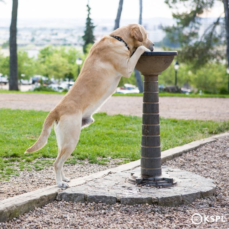 Dogs' Hydration Techniques