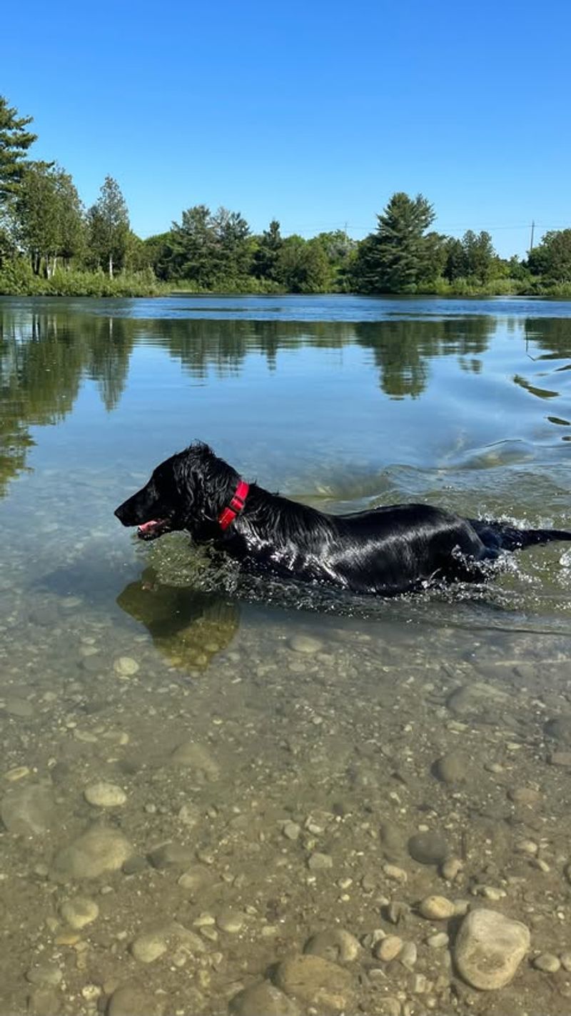 Flat-Coated Retriever