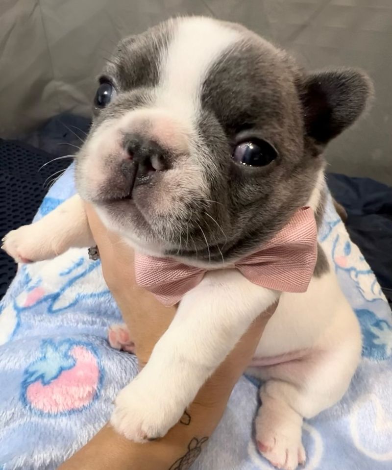 French Bulldog