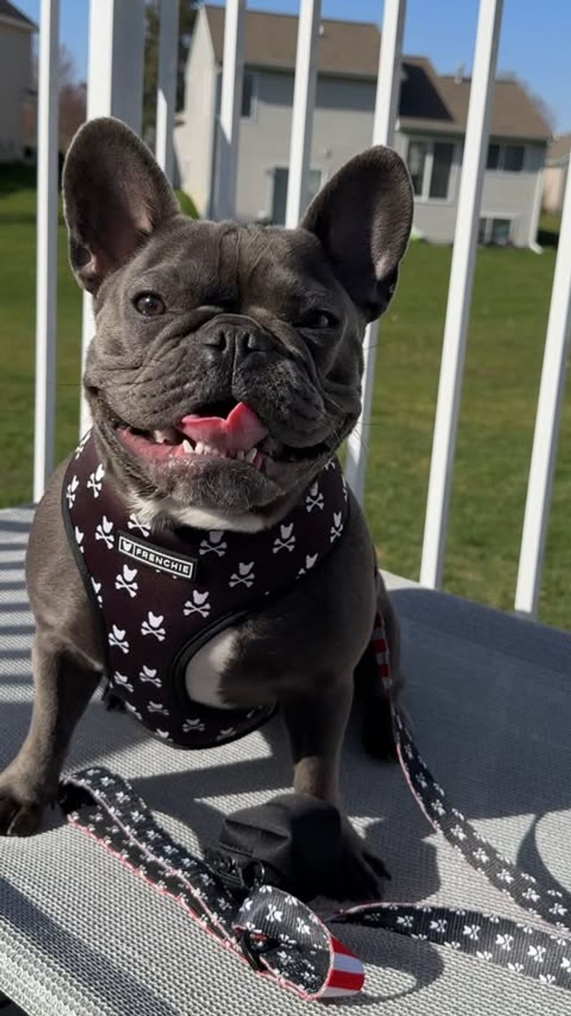 French Bulldog