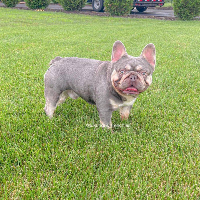 French Bulldog