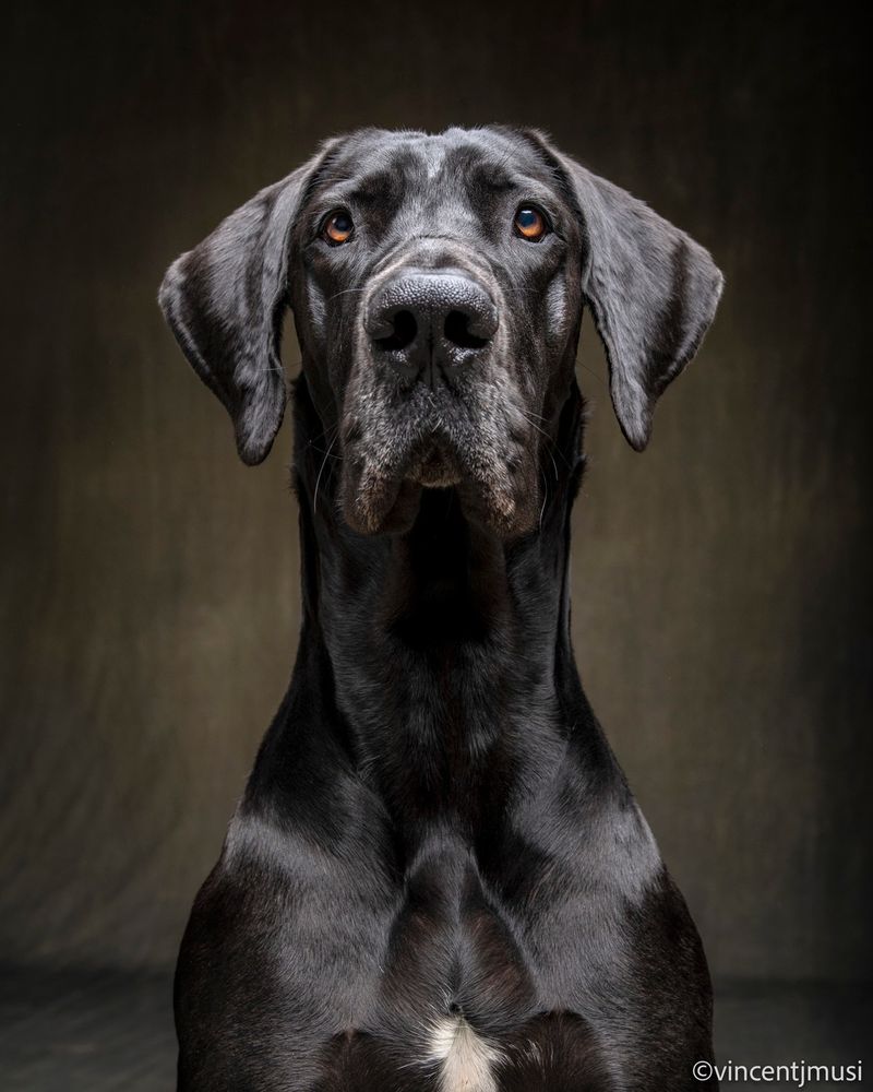 Great Dane