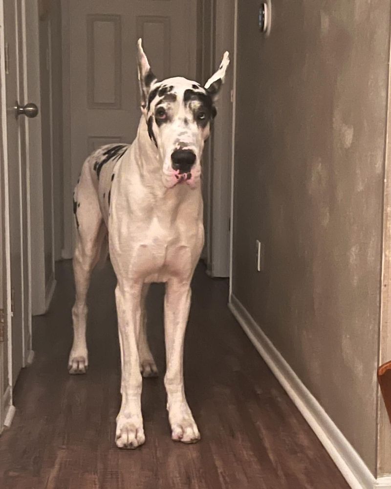 Great Dane