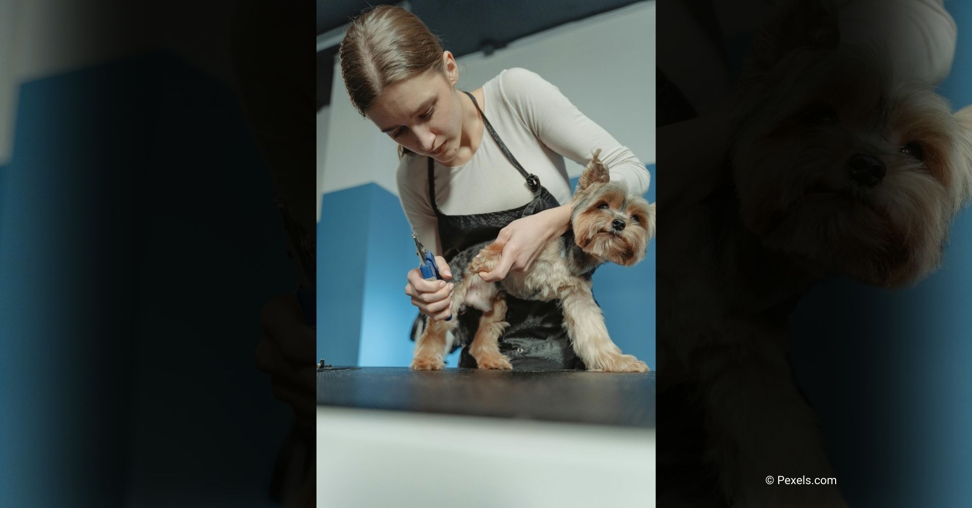 A closer look at Black Dog Nail Trimming For Indoor Dogs