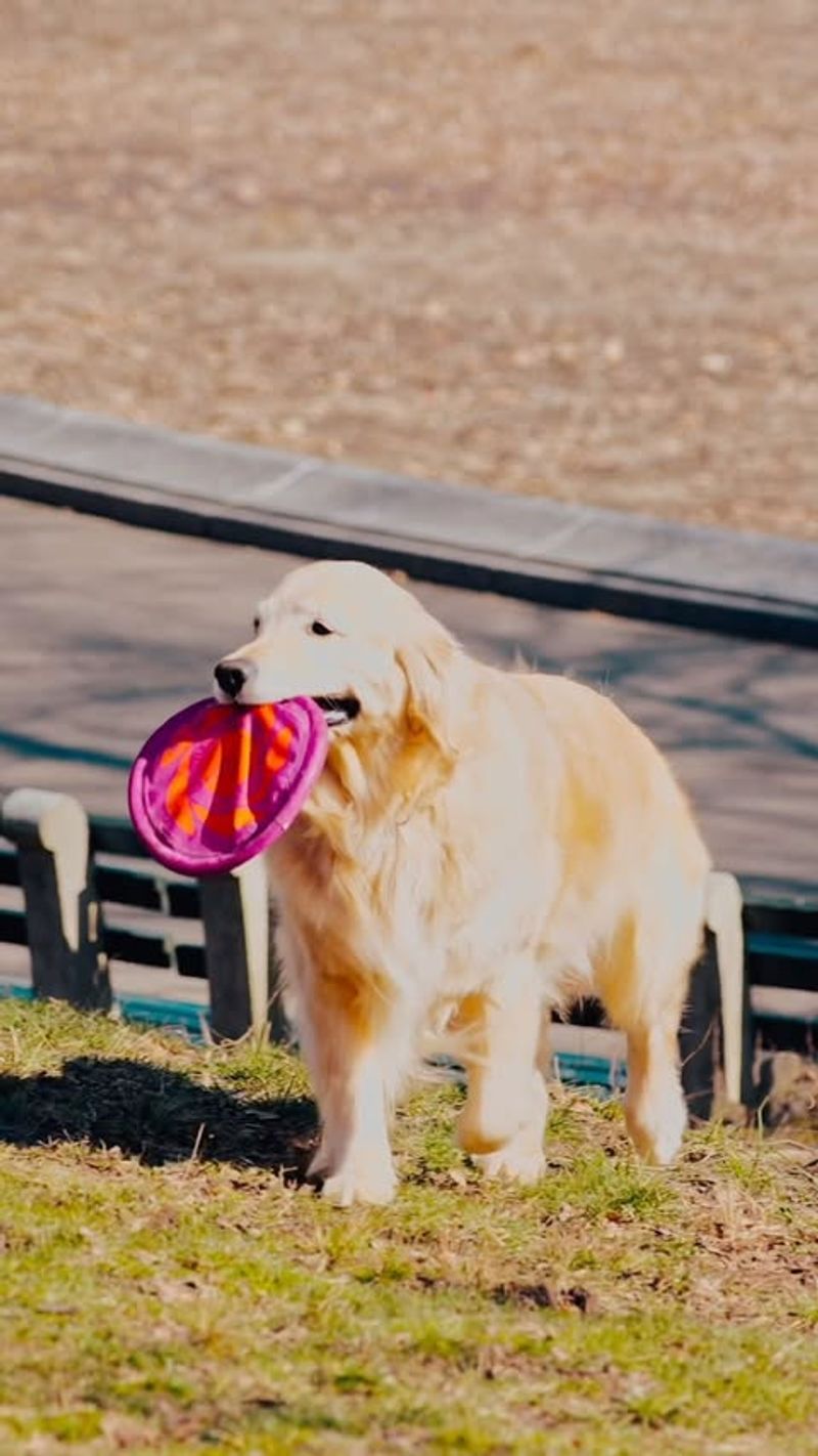 Interactive Playtime