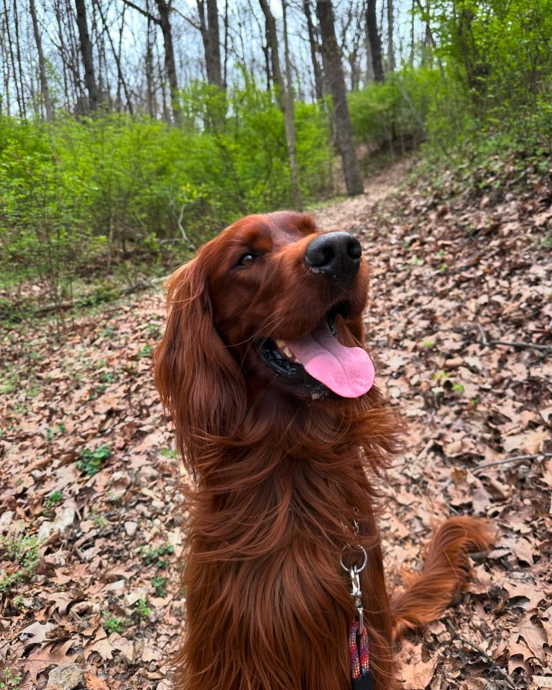 Irish Setter