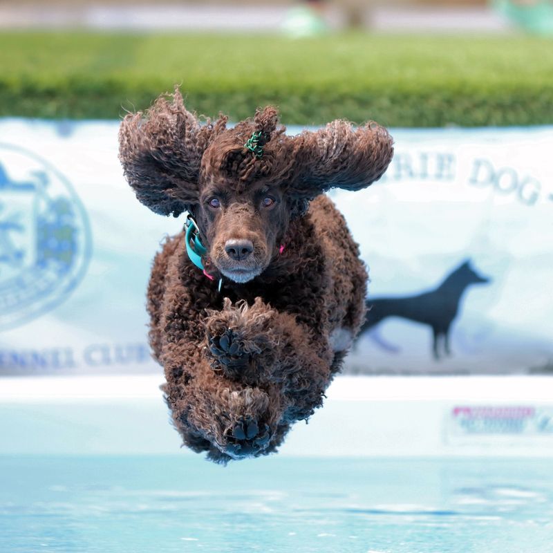 Irish Water Spaniel