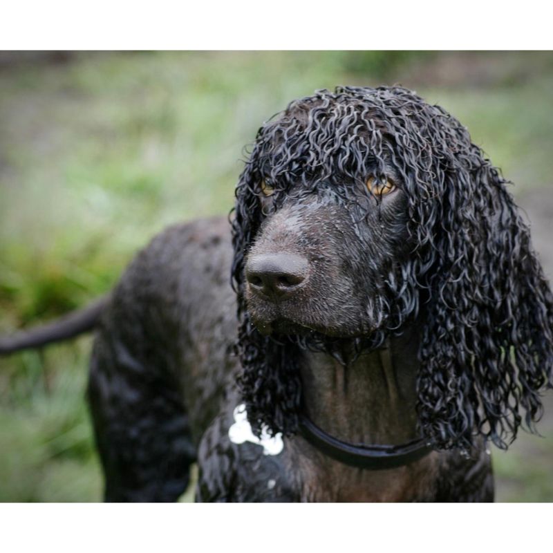 Irish Water Spaniel