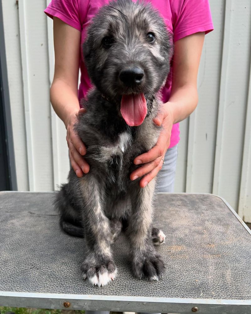 Irish Wolfhound