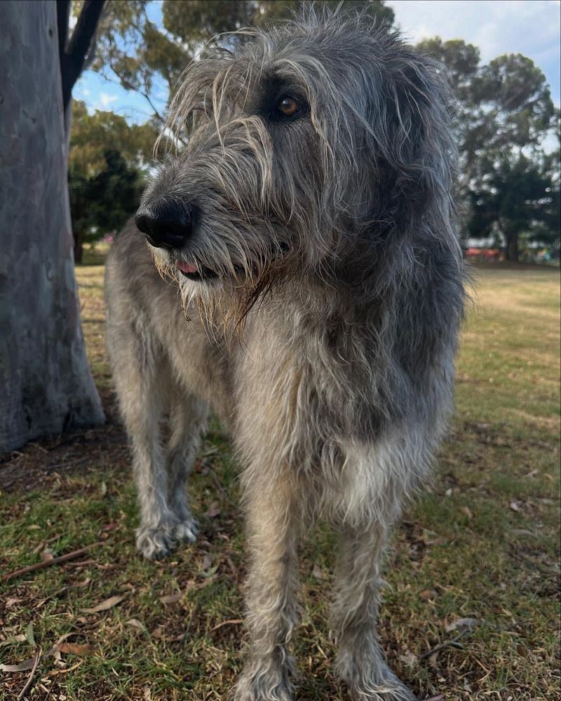 Irish Wolfhound