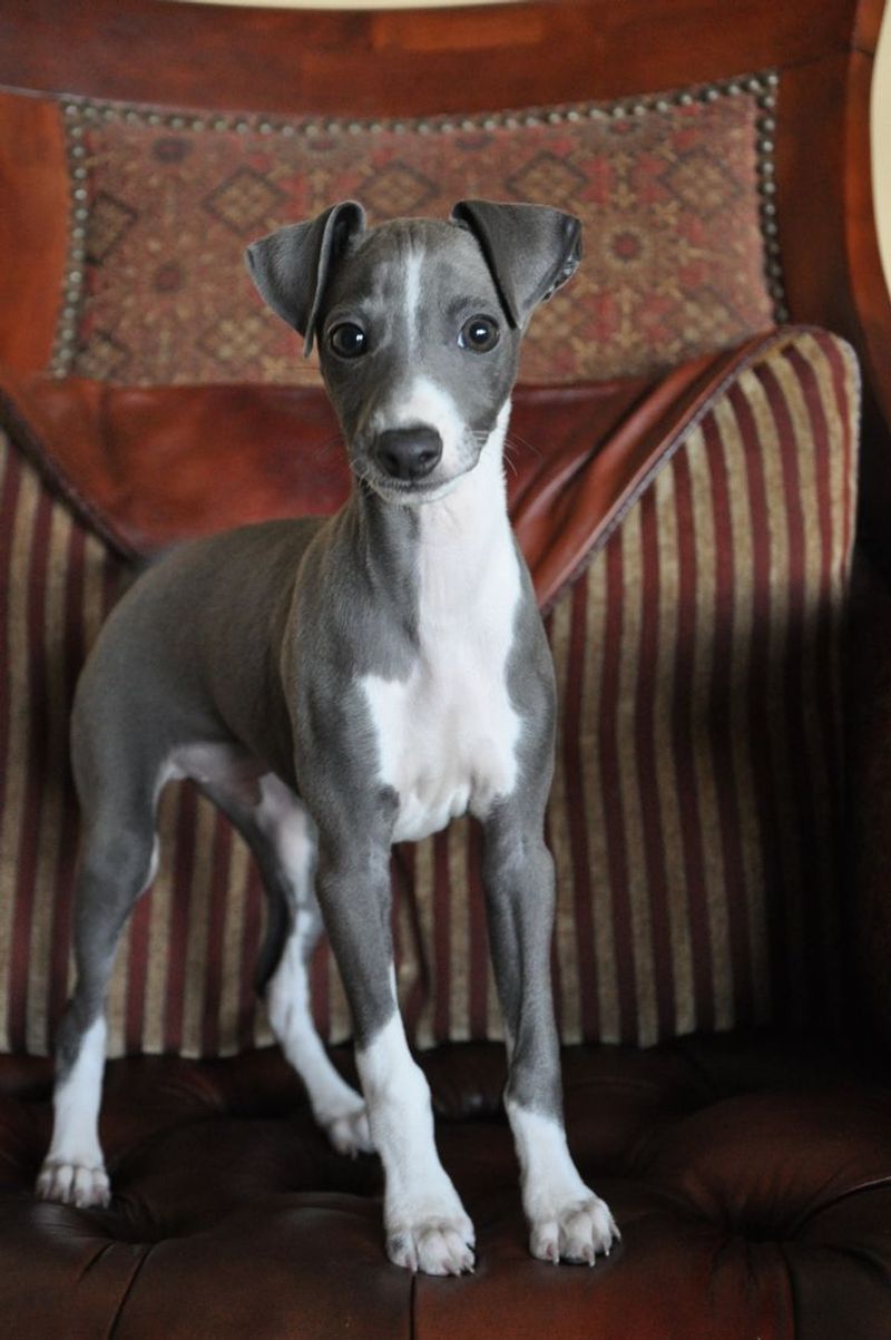 Italian Greyhound