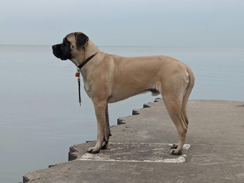 Kangal