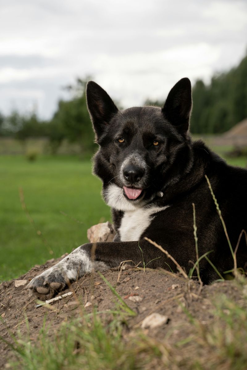 Karelian Bear Dog