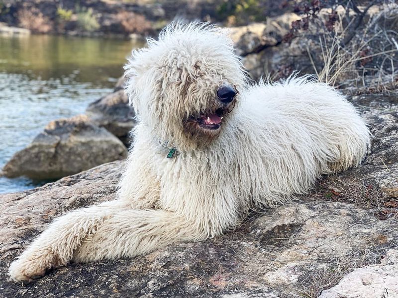 Komondor