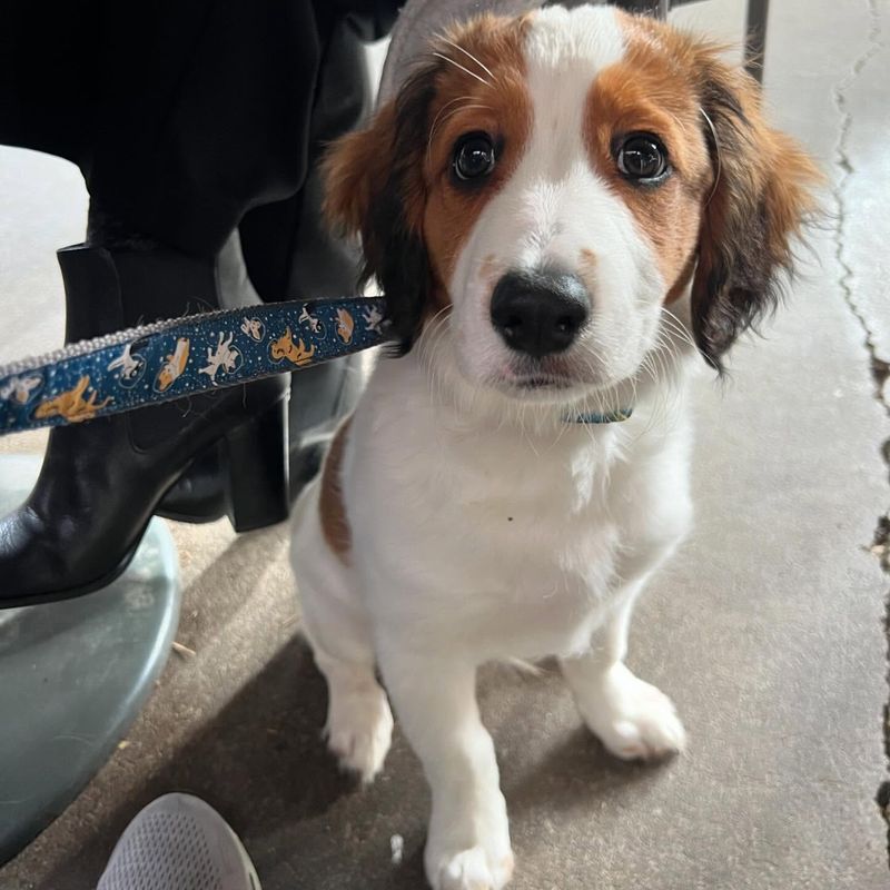 Kooikerhondje