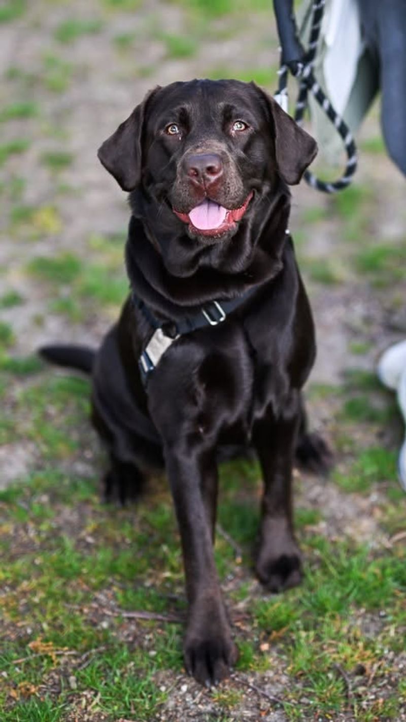 Labrador Retriever