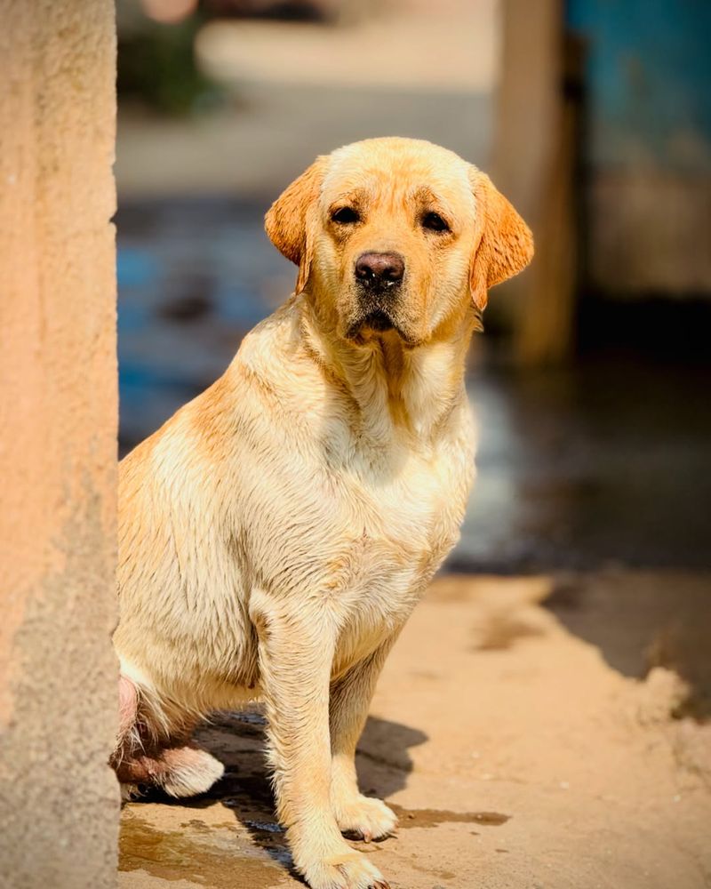 Labrador Retriever