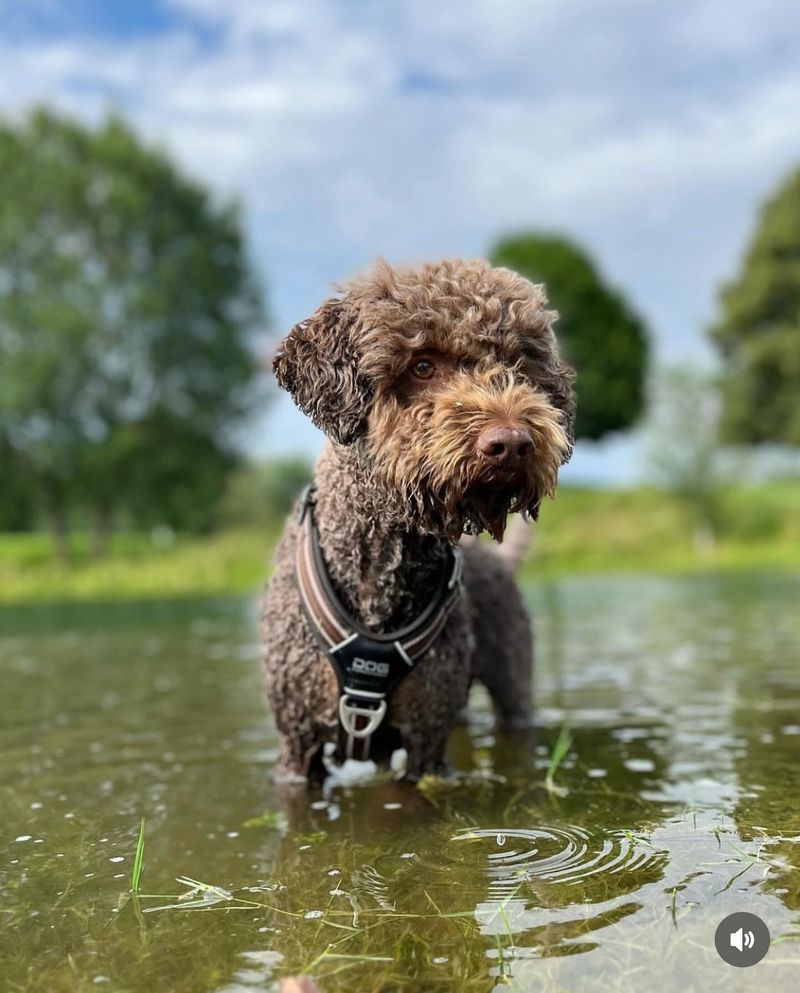 Lagotto Romagnolo