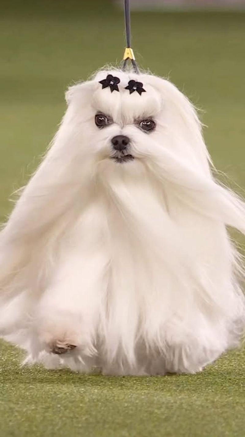 Maltese