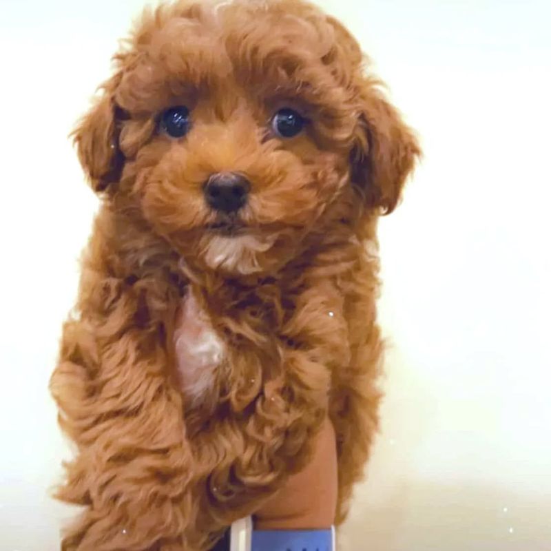 Maltipoo