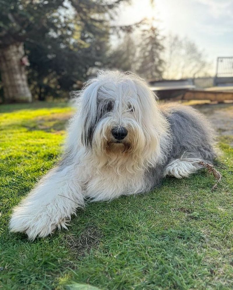 Old English Sheepdog