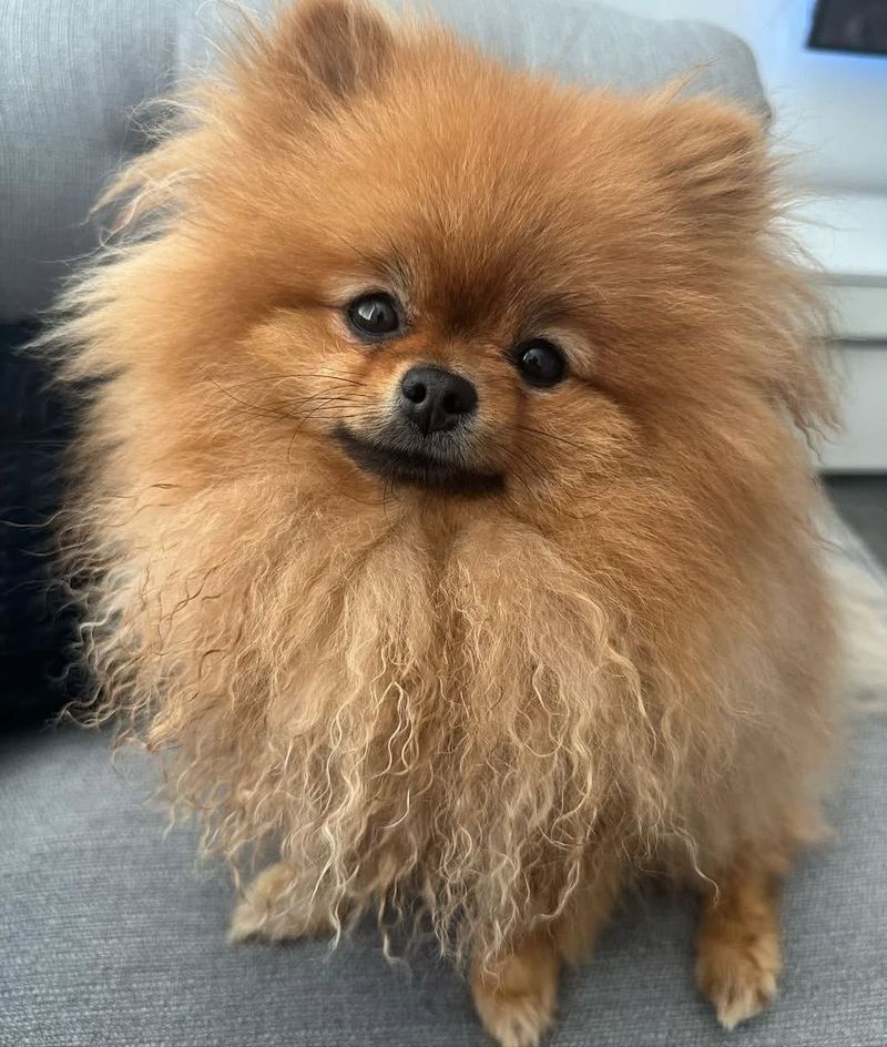 Pomeranian