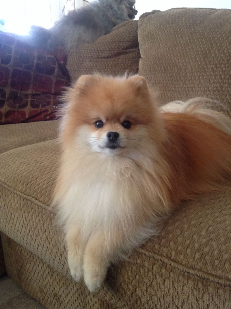 Pomeranian