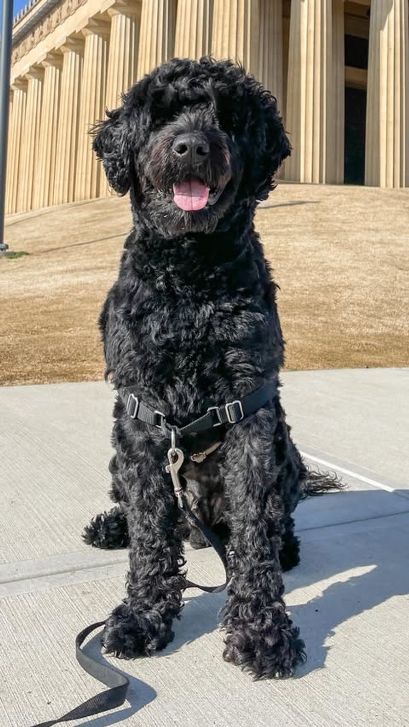 Portuguese Water Dog