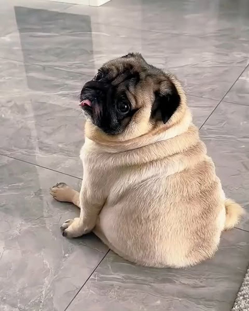 Pug