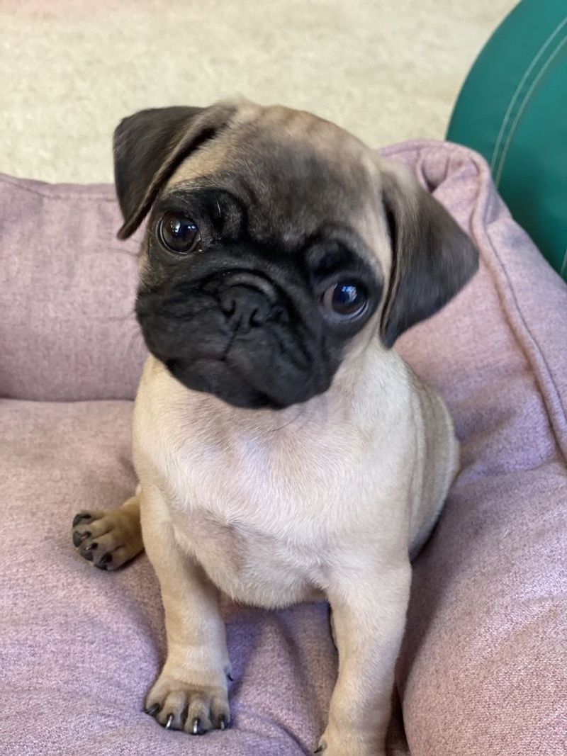 Pug