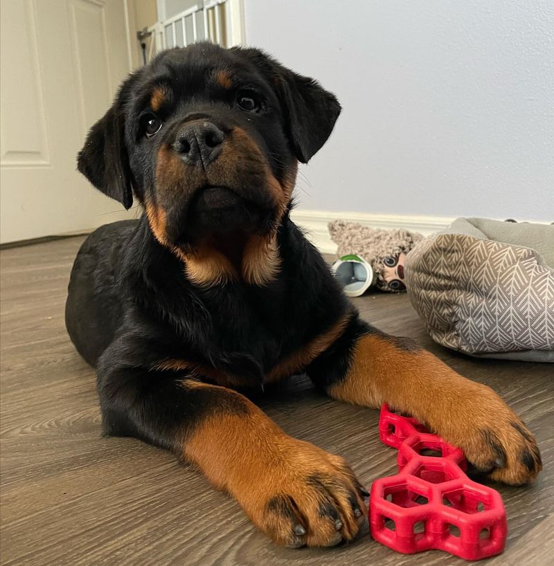 Rottweiler