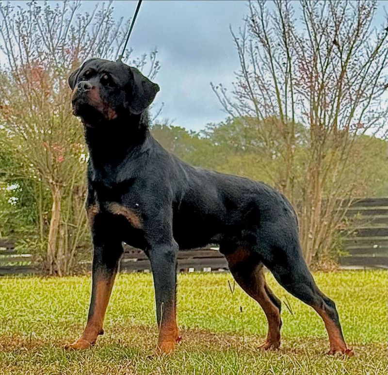 Rottweiler