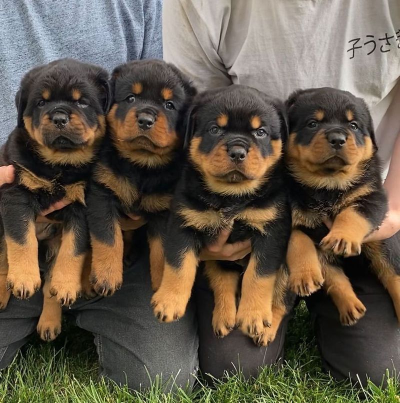 Rottweiler