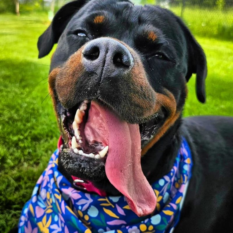 Rottweiler