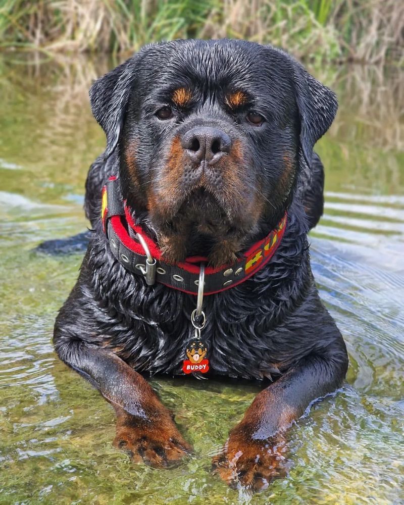 Rottweiler