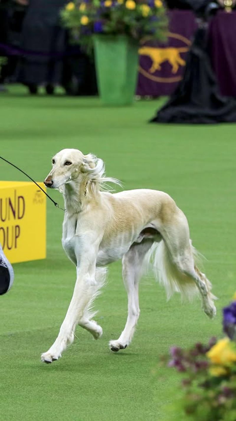 Saluki