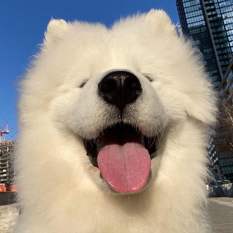 Samoyed