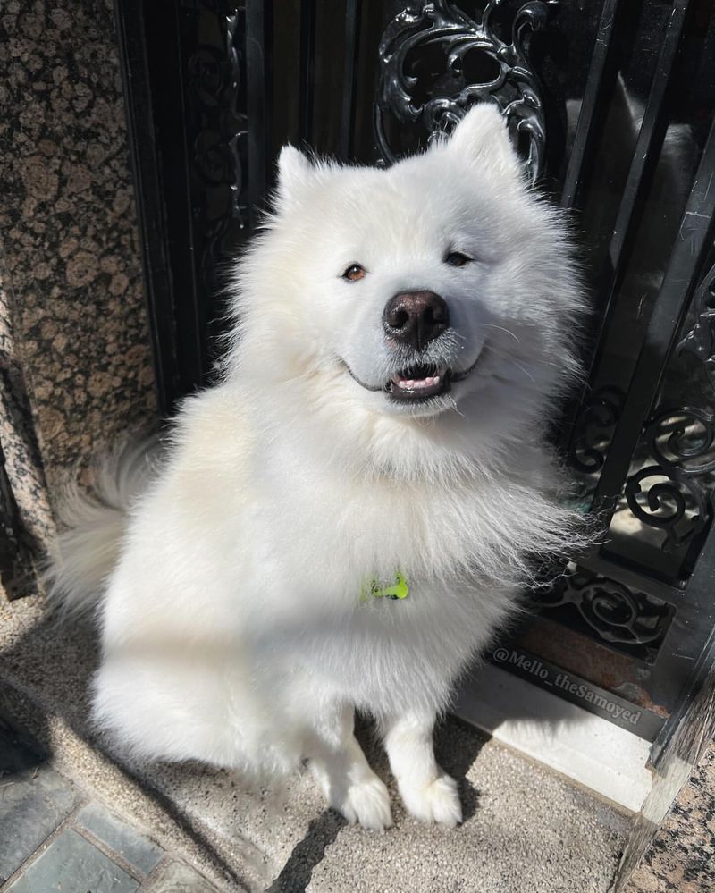 Samoyed